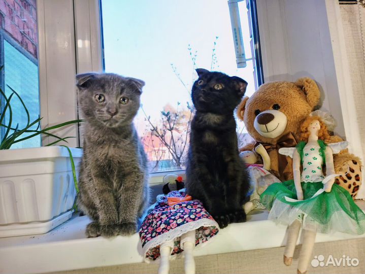 Шотландская Крошка