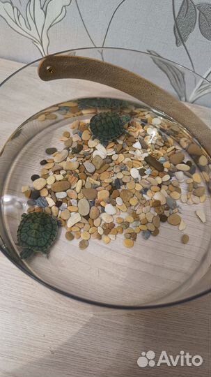 Водные черепашки