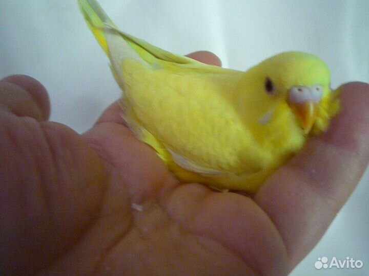 Волнистые попугаи