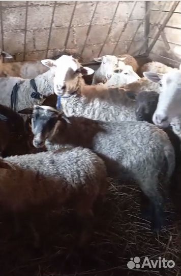 Овцы бараны