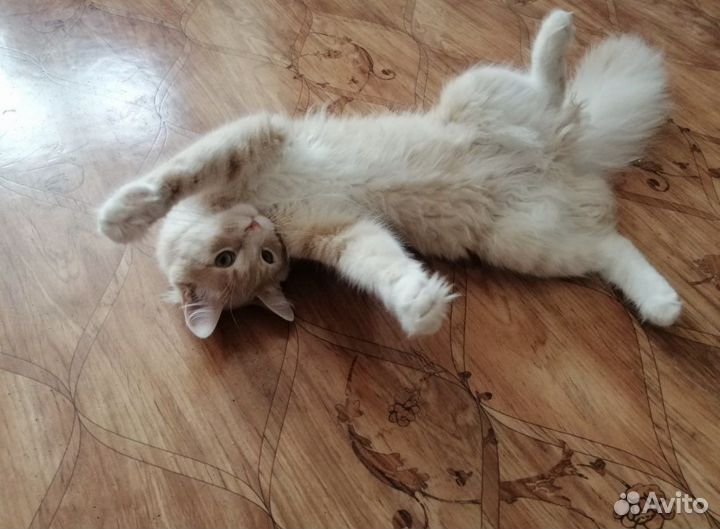 Кот Маркиз в добрые руки