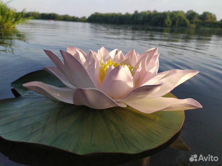 Водяные лилии с подсветкой