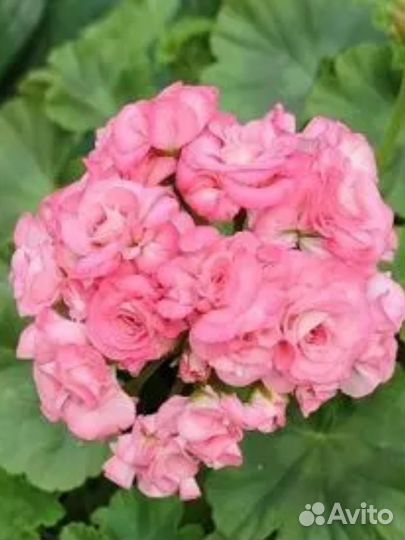 Цветущие Черенки сортовых Пеларгоний и Гераней