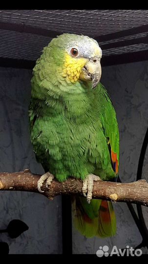 Венесуэльский амазон