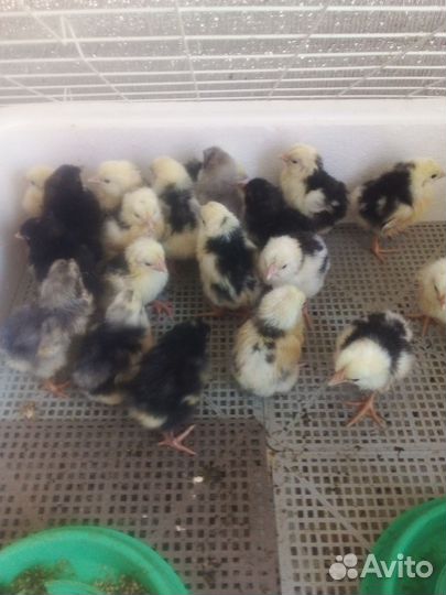 Цыплята пушкинские суточные индоутята