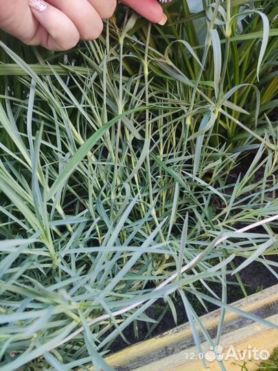 Гвоздика многолетняя