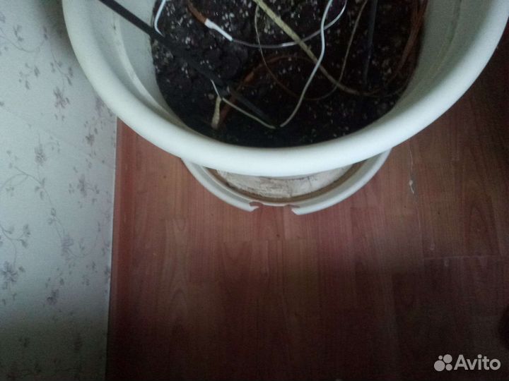 Большой цветочный горшок