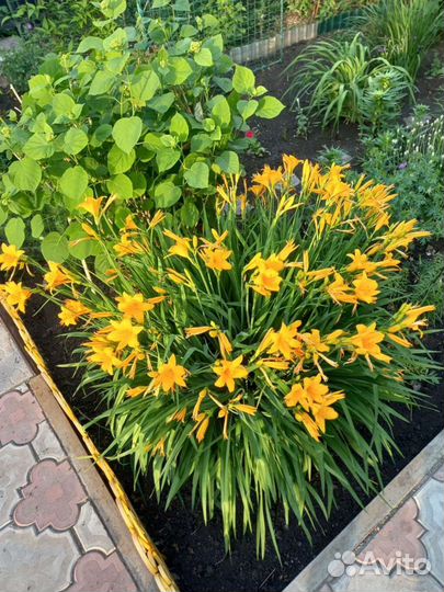 Лилейник желтый