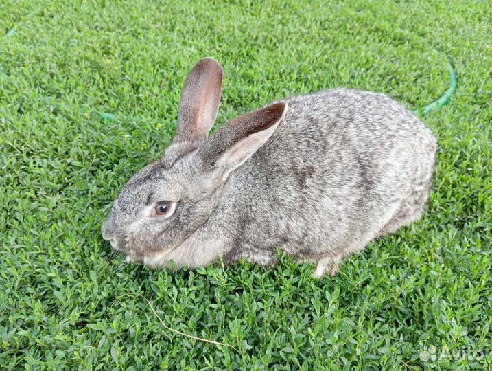 Кролики мясной породы