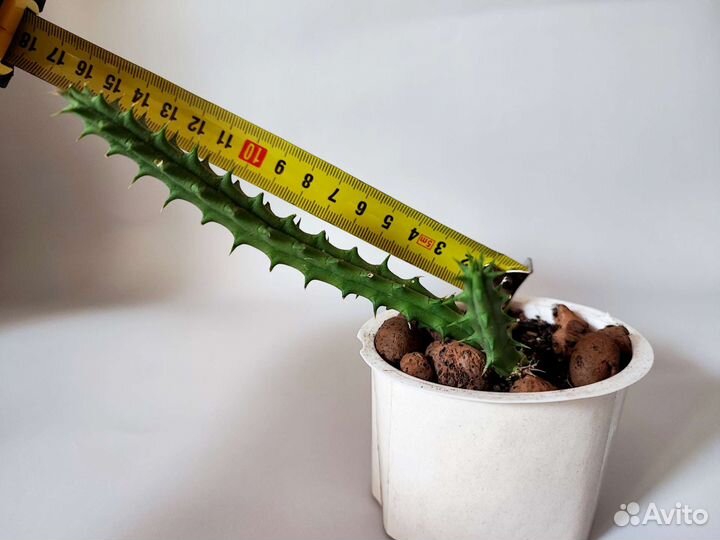 Кактусы суккуленты алоэ хавортия опунция стапелия