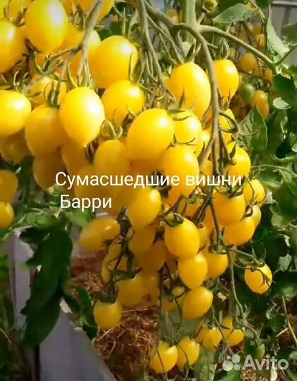 Коллекционные сортовые томаты и перцы