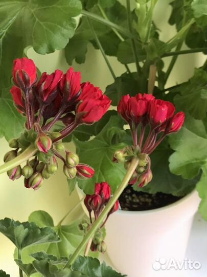 Пеларгония герань