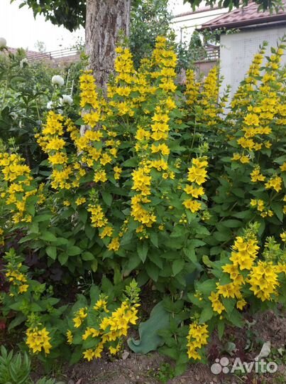 Вербейник жёлтый колокольчик