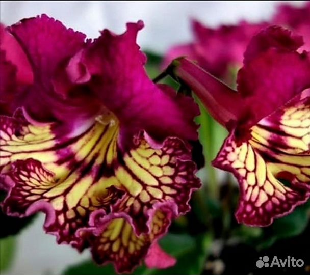 Стрептокарпусы