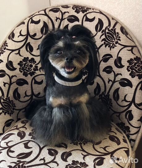 Стрижка собак и котов (груминг)