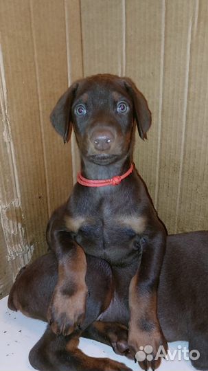 Щенки Добермана, парни