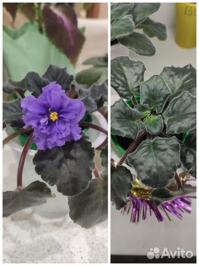 Фиалка в горшках