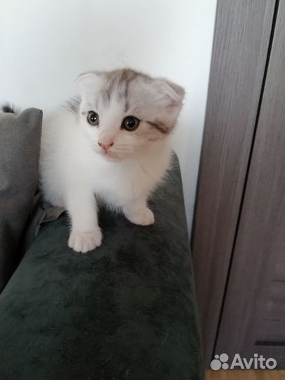 Вислоухие котята