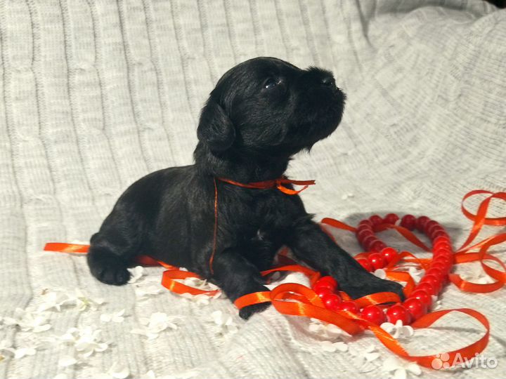 Счастье в дом