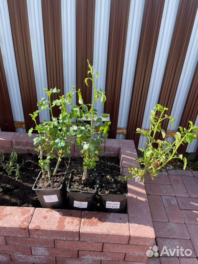 Роза плетистая