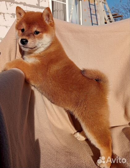 Щенки сиба ину