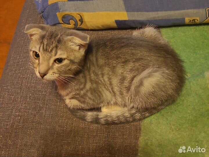Кошки бесплатно