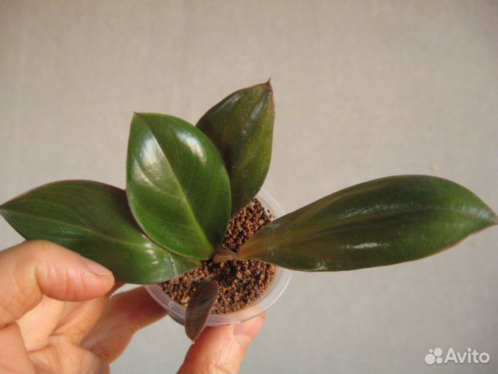 Вариегатные сортовые и редкие растения