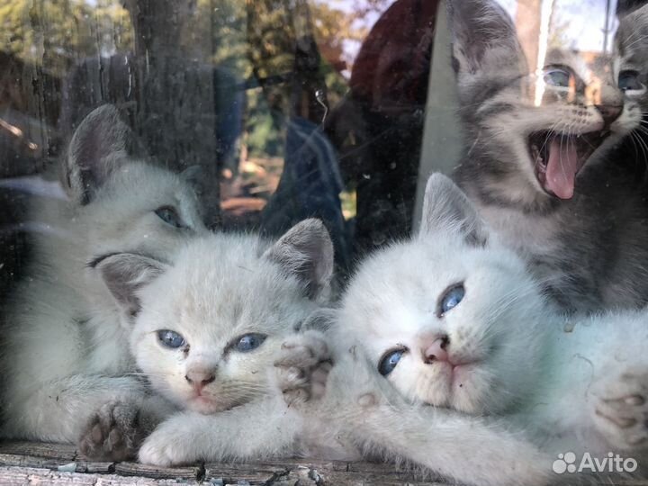 Котята в добрые руки даром