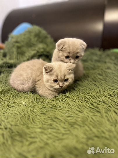 Британские котята