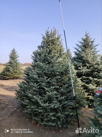 Ель голубая глаука