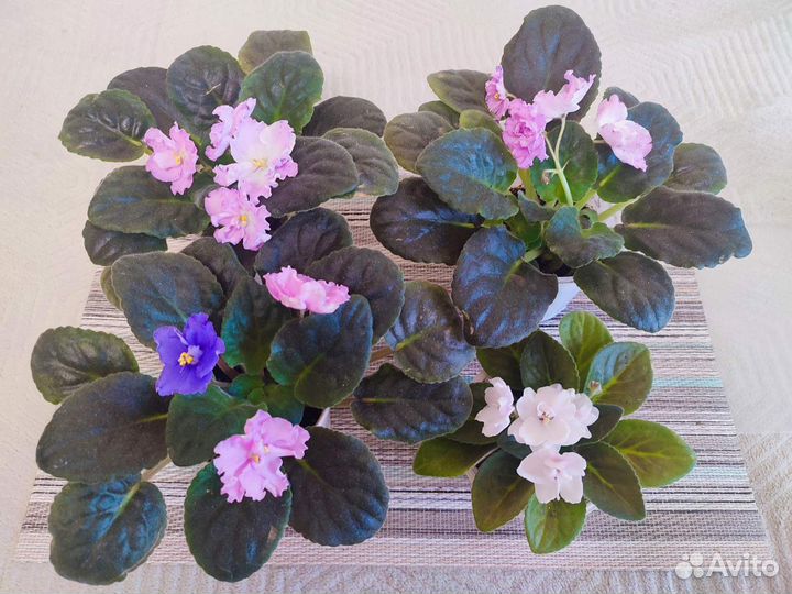 Фиалки цветущие