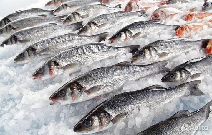 Франшиза свежих морепродуктов в топ-локации