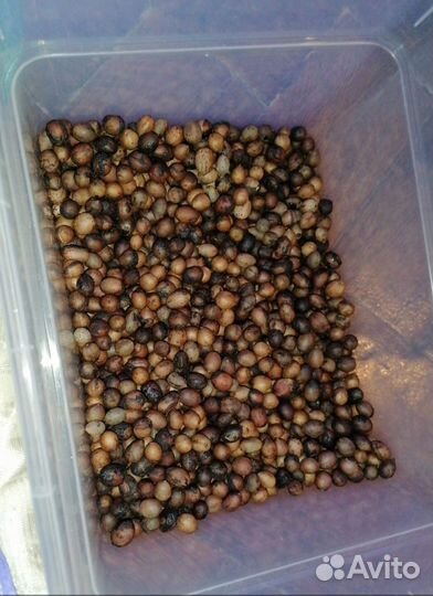 Лавровый лист