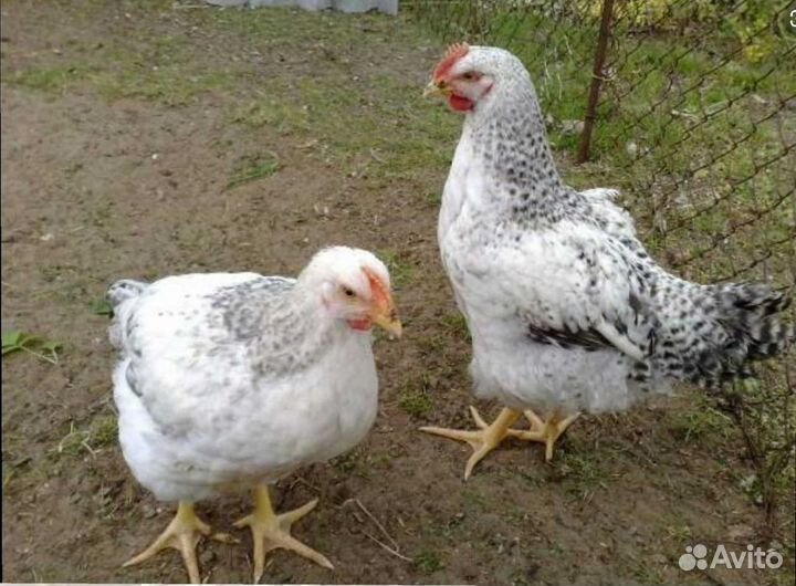 Цветной французский бройлер