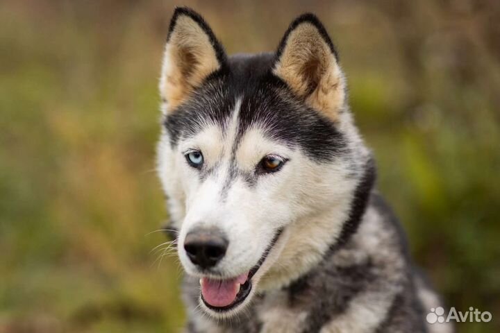 Хаски Эмили