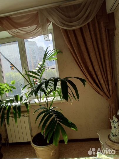 Напольные цветы