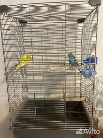 Волнистый попугай