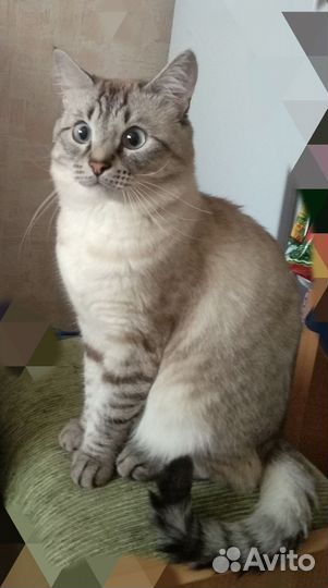 Тайский котенок(кот)