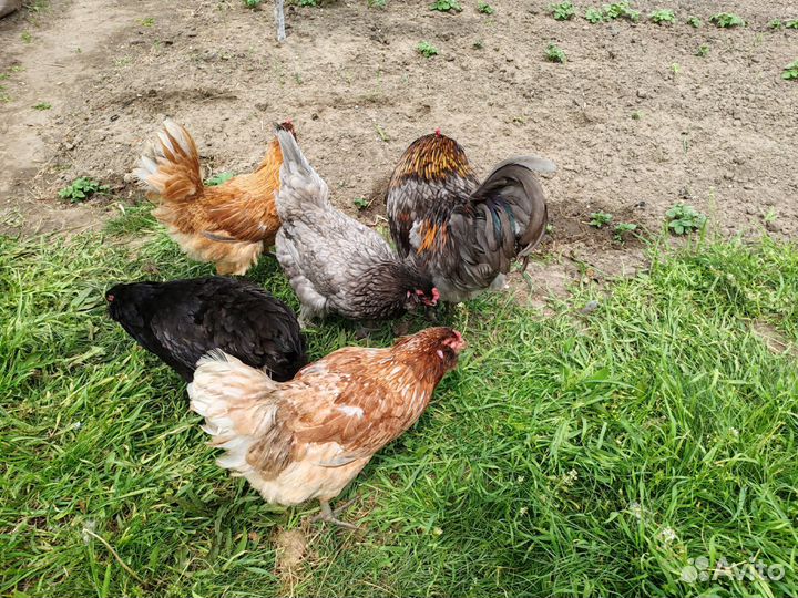 Инкубационное яйцо Амераукана