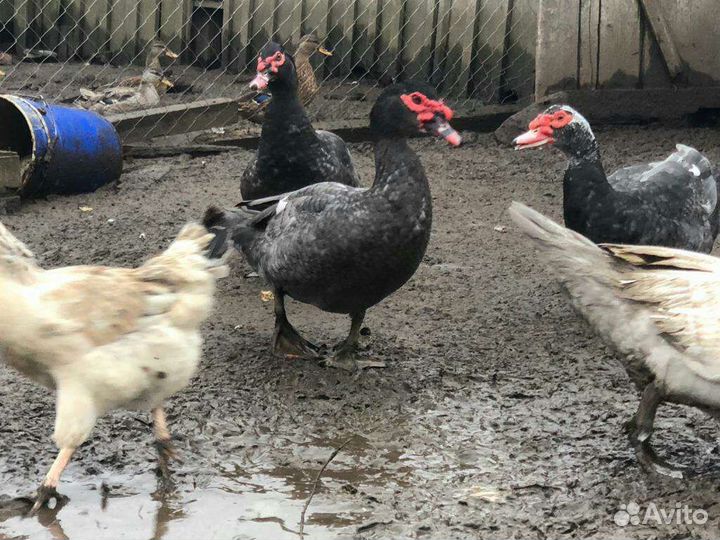 Продаю индоутей