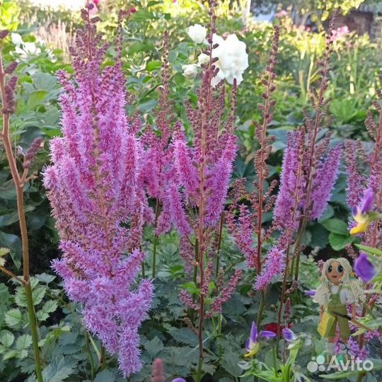 Астильба Цветы для сада