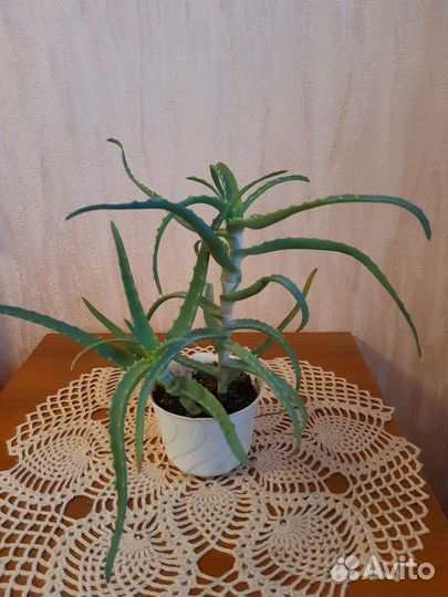 Алоэ древовидное лечебное