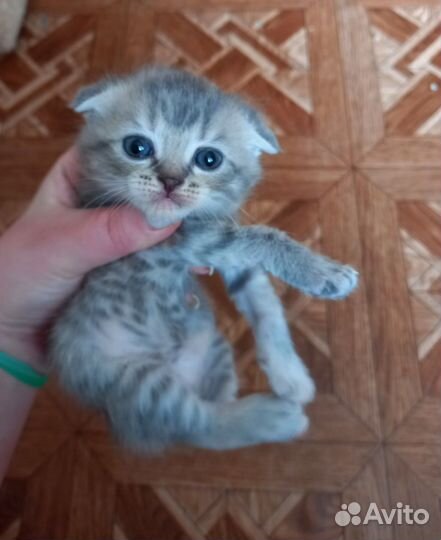 Котята шотландцы вислоухие