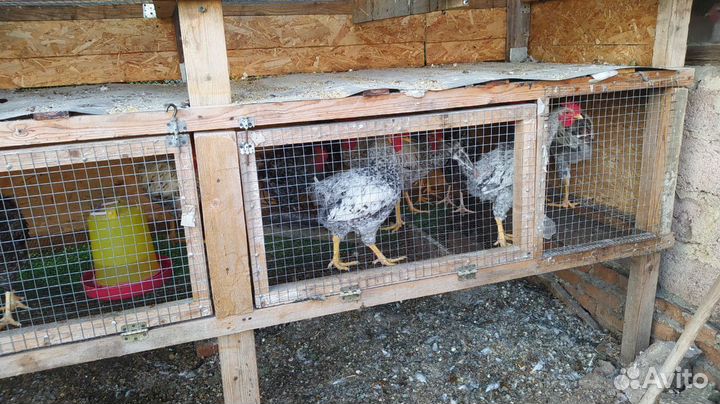 Петух Леггорн мраморный 450