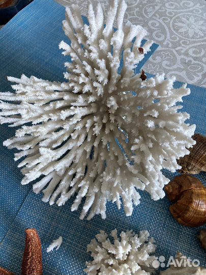 Морские ракушки, кораллы, звезда