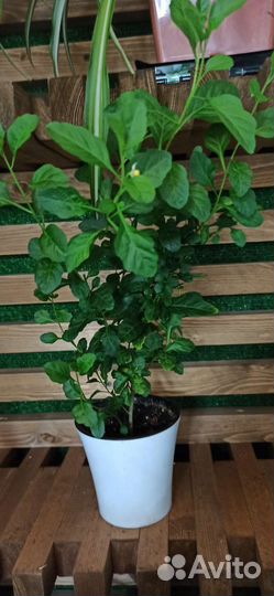 Комнатные цветы