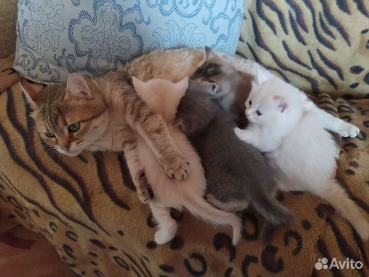 Котята, очень красивые