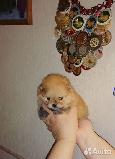 Малышка шпиц