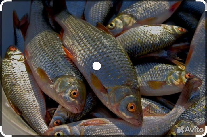 Плотва,Окунь,Щука с Ладоги