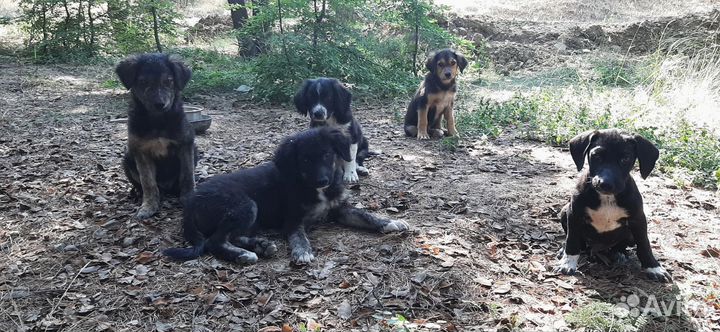 Срочное спасение.щенков хотят убить